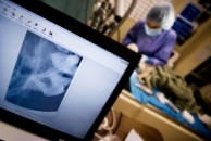 Brno: Mezinárodní škola chirurgie pro posluchače veterinárních fakult