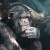 simpanz_zoo_hodonin250