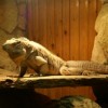 zoo_hodonin-leguan_kubansky250