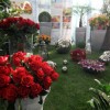 Flora__jaro21-250