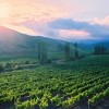 vinice