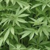 marihuana