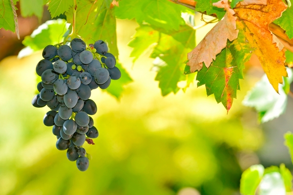 vino hrozny