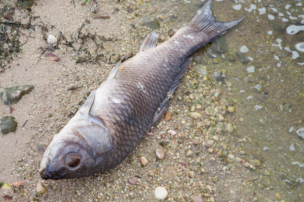 mrtva ryba jez bulhary