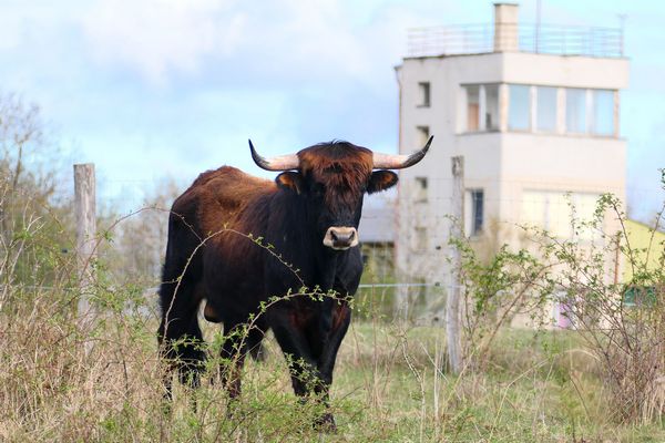 ceska-krajina-narodni-park-podyji-pratur-masovice-byvala-strelnice-vez-trava-kere