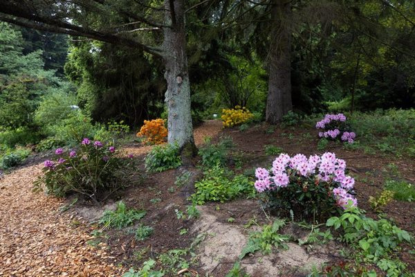 MENDELU-arboretum