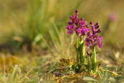 Kliknutím zvětšíte Orchideje Znojemska - fotografie Antonína Komendy