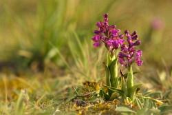 Orchideje Znojemska - fotografie Antonína Komendy