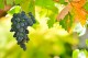 Čtyři regionální vína získala titul Víno Jihomoravského kraje 2022