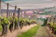 V červnu milovníky vína čeká na jižní Moravě řada zajímavých akcí
