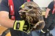 Jihomoravští hasiči cvičili v zoo zacházení s hady i ptáky
